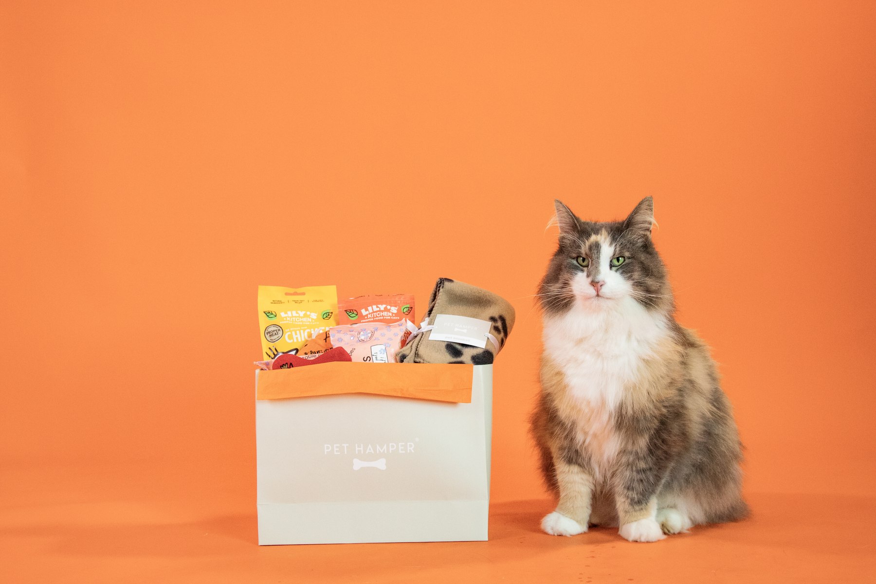Everypaw Pet Insurance campaign image